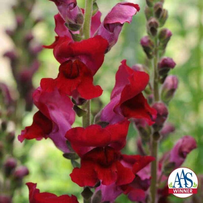 Snapdragon Rocket Red