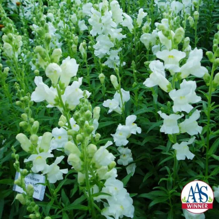 Snapdragon Rocket White