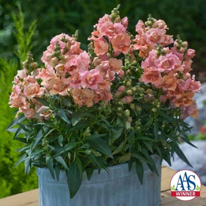 Snapdragon Twinny Peach™ F1 2010 AAS Flower Award Winner First double flower form snapdragon with a compact habit.