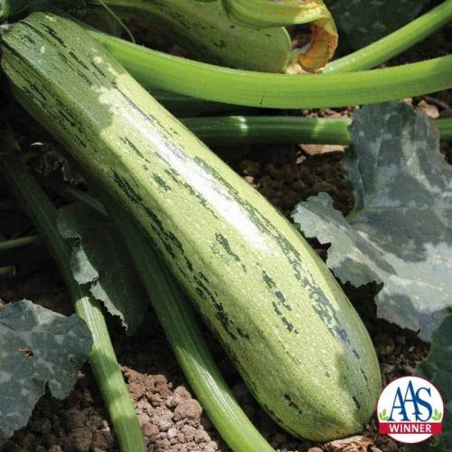 Squash Bossa Nova F1 2015 AAS Vegetable Award Winner The beautiful dark and light green mottled exterior of this zucchini is more pronounced than other varieties on the market