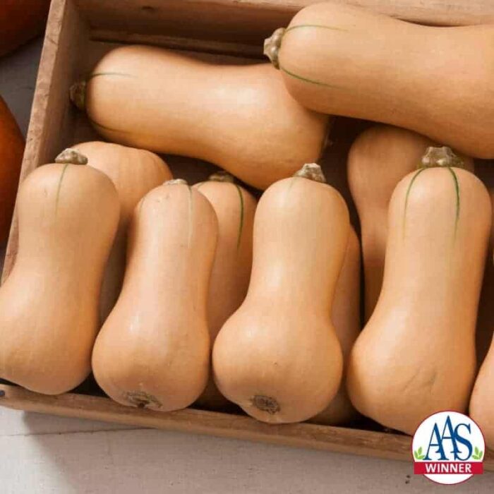 Squash Butterscotch F1 2015 AAS Vegetable Award Winner This adorable small-fruited butternut squash has an exceptionally sweet taste perfect for just one or two servings.