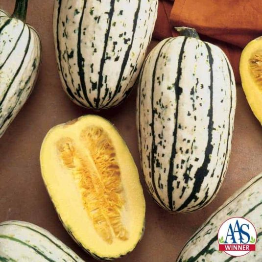 Squash Bush Delicata - 2002 AAS Edible - Vegetable Winner If you have never eaten a Delicata squash, this is the one to grow to eat.