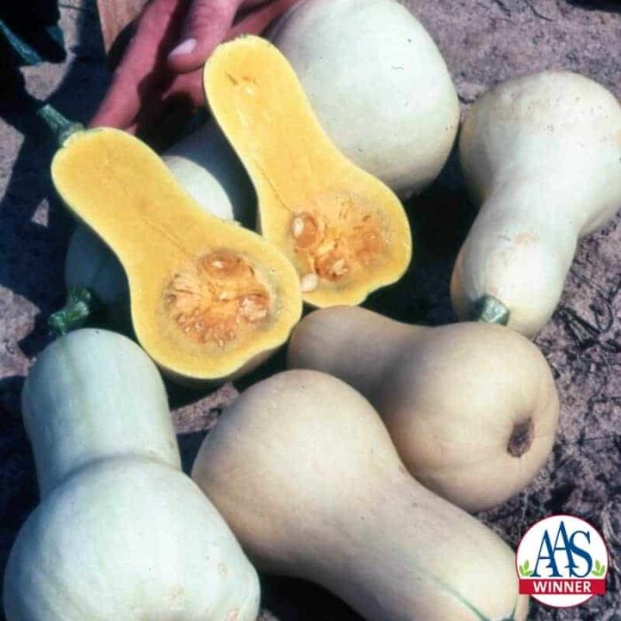 Squash Early Butternut