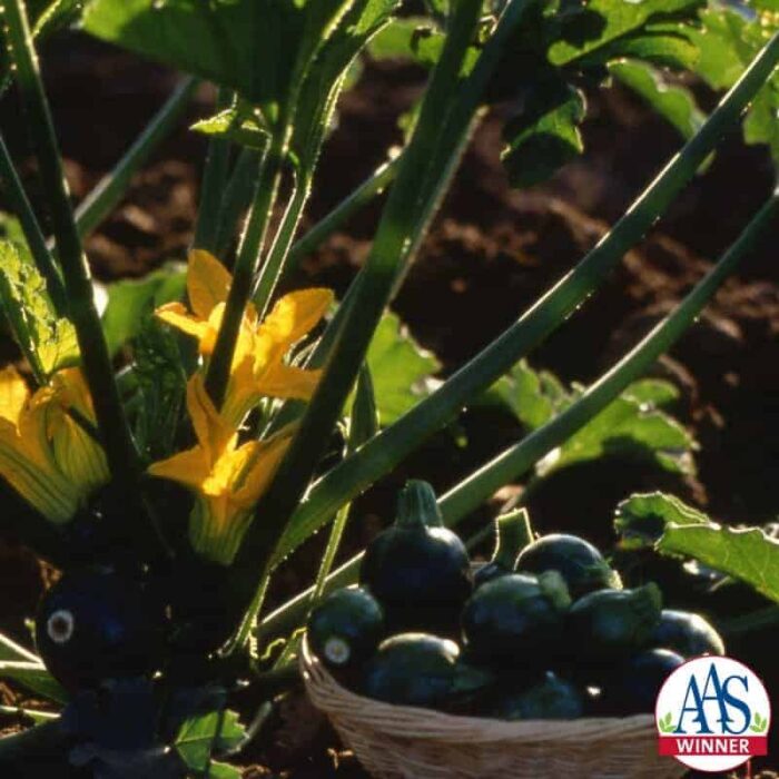 Squash Eight Ball F1- 1999 AAS Edible - Vegetable Winner - The first dark green, round, zucchini squash.