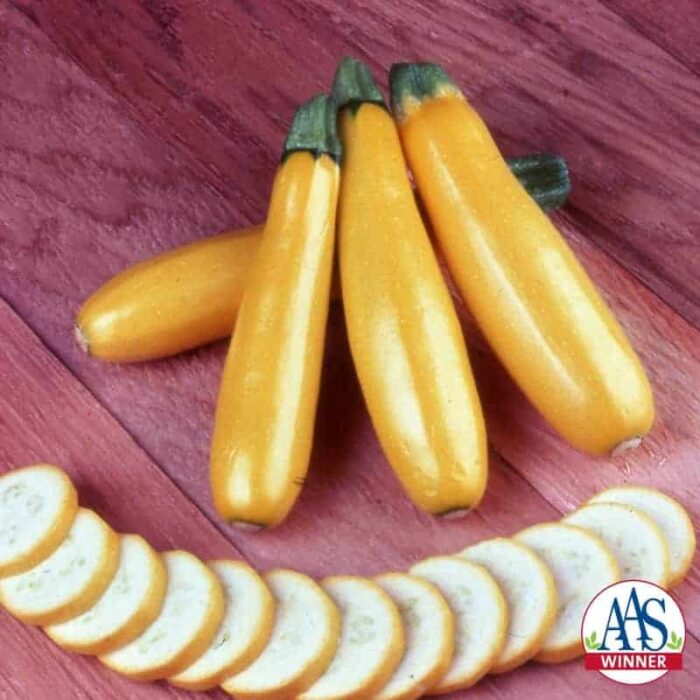 Squash Gold Rush