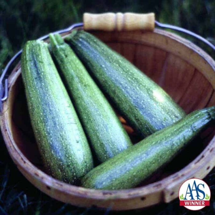 Squash Greyzini Zucchini