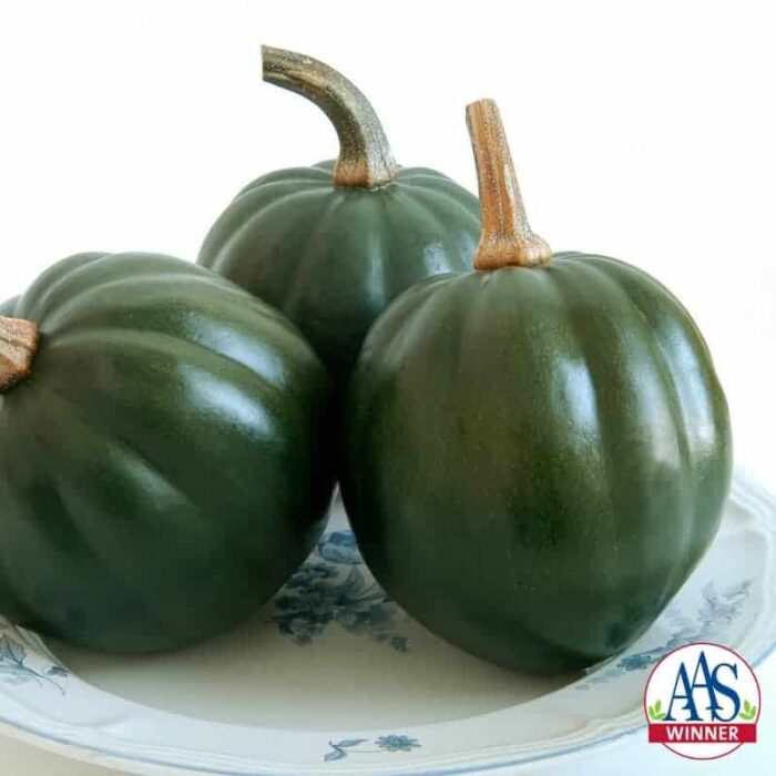 Squash Honey Bear F1 2009 AAS Vegetable Award Winner The sweet flavor of ‘Honey Bear’ is the main reason any gardener would want to grow this acorn squash but there are many more exceptional qualities.
