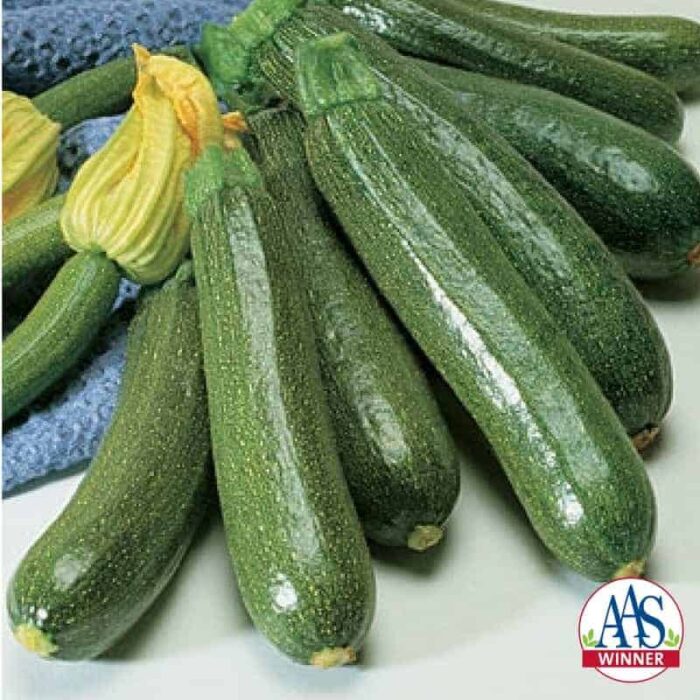Squash Fordhook Zucchini