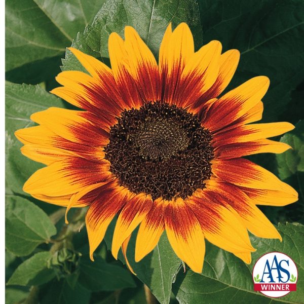 Sunflower Ring of Fire- 2001 AAS Flower Winner Ring of Fire is a five-inch sunflower having golden petal edges and a ring of red surrounding the chocolate brown center.