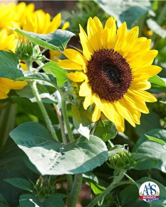 Sunflower Suntastic Yellow with Black Center F1 2014 AAS Bedding Plant Award Winner Suntastic is a new dwarf sunflower perfect as a cheery long-blooming potted plant or window box accent or maybe to add a burst of color to a sunny garden bed.