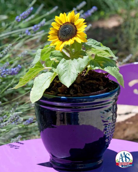 Sunflower Suntastic Yellow with Black Center F1 2014 AAS Bedding Plant Award Winner Suntastic is a new dwarf sunflower perfect as a cheery long-blooming potted plant or window box accent or maybe to add a burst of color to a sunny garden bed.