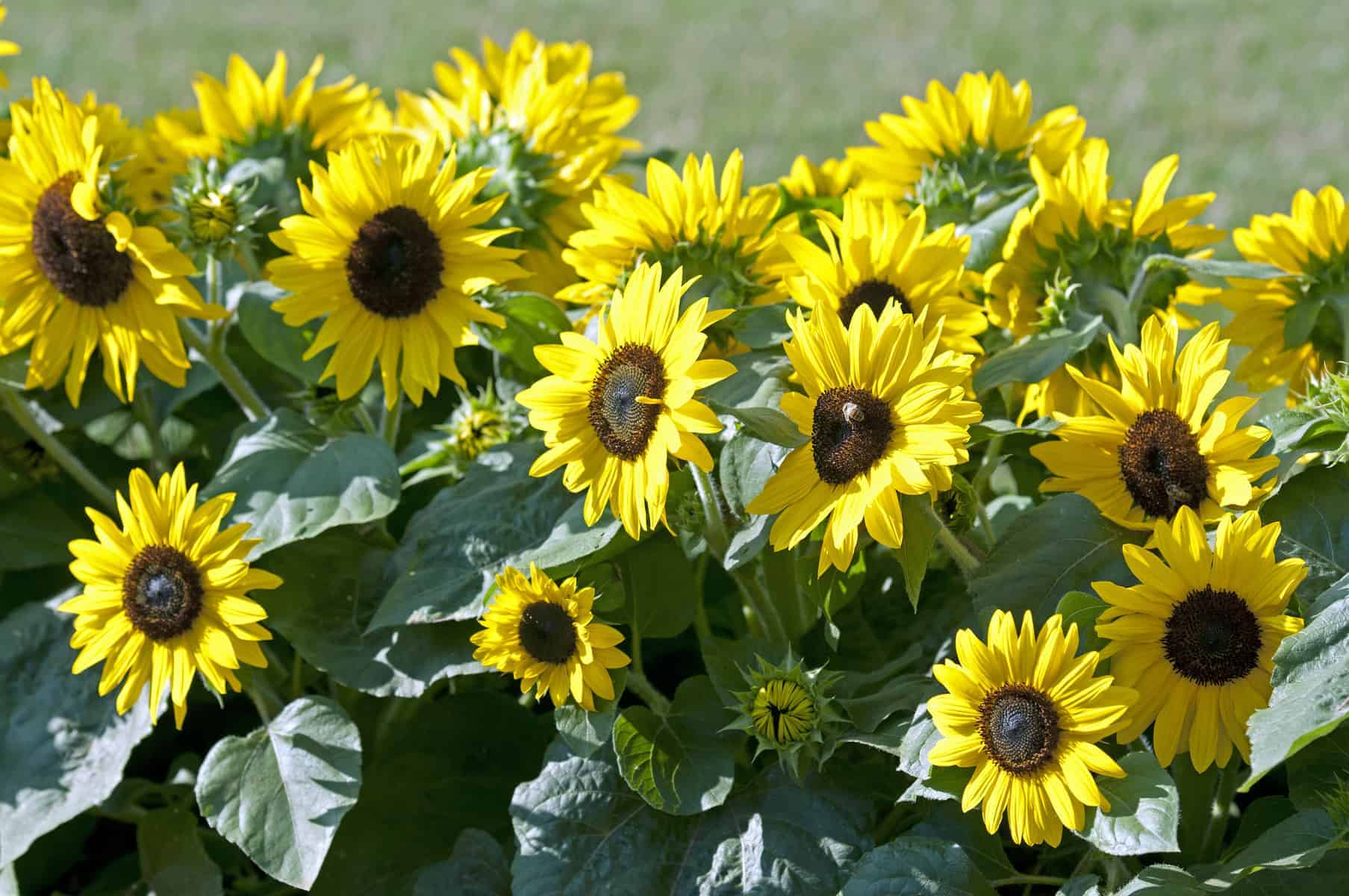 Sunflower Suntastic Yellow With Black Center F1 All America Selections,Studio Apartment Small Apartment Decorating Ideas On A Budget