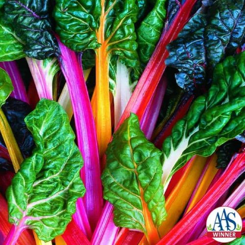 Swiss Chard Bright Lights - 1998 AAS Edible - Vegetable Winner - Improved for colors, stems can be yellow, gold, orange, pink, violet or striped in addition to red or white.