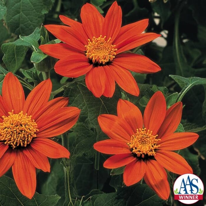 Tithonia Fiesta Del Sol - 2000 AAS Flower Winner - The first dwarf Mexican sunflower, Fiesta Del Sol thrives on summer heat and humidity, attaining a mature height of 2-3 feet.