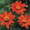 Tithonia Fiesta Del Sol - 2000 AAS Flower Winner - The first dwarf Mexican sunflower, Fiesta Del Sol thrives on summer heat and humidity, attaining a mature height of 2-3 feet.
