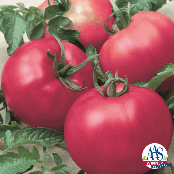 Tomato Chef's Choice Pink - AAS Edible-Vegetable Winner