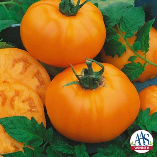 Tomato Chef's Choice Orange F1 2014 AAS Vegetable Award Winner Chef's Choice Orange F1 is a hybrid derived from the popular heirloom Amana Orange which matures late in the season.
