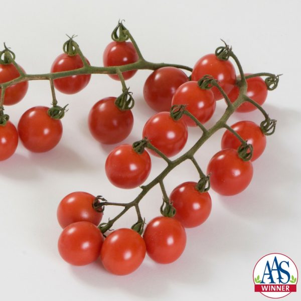 Tomato Jasper F1 2013 AAS Vegetable Award Winner Excellent taste, a long harvest window and outstanding performance in the trials contributes to this tomato’s success.