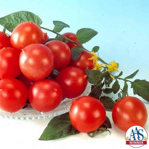 Tomato Jolly F1 - 2001 AAS Edible - Vegetable Winner - Jolly is a delicious, new pink tomato.