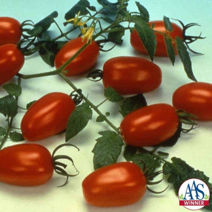 Tomato Juliet F1 - 1999 AAS Edible - Vegetable Winner - The one ounce tomatoes are produced in clusters like grapes on the long vigorous indeterminate vines.