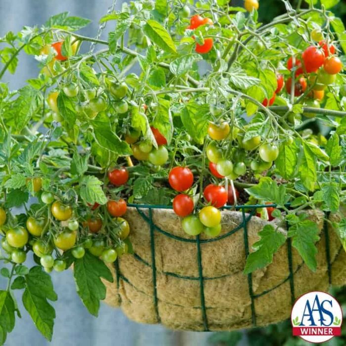 Tomato Lizzano F1 - 2011 AAS Edible - Vegetable Award Winner AAS Winner 'Lizzano' is a vigorous semi-determinate tomato variety with a low growing, trailing habit excellent for growing in patio containers or hanging baskets.