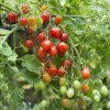 Tomato Fantastico F1 2014 AAS Vegetable Award Winner Fantastico is a must for any market grower or home gardener looking for an early-maturing, high-yielding grape tomato with built-in Late Blight Tolerance.