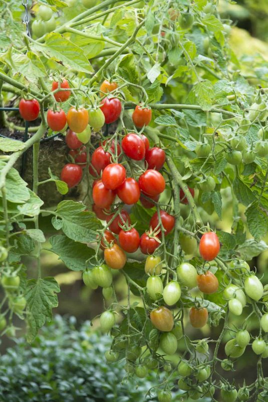 Tomato Fantastico F1 2014 AAS Vegetable Award Winner Fantastico is a must for any market grower or home gardener looking for an early-maturing, high-yielding grape tomato with built-in Late Blight Tolerance.