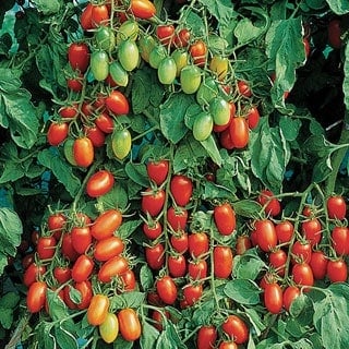 Tomato Juliet F1 - 1999 AAS Edible - Vegetable Winner - The one ounce tomatoes are produced in clusters like grapes on the long vigorous indeterminate vines.