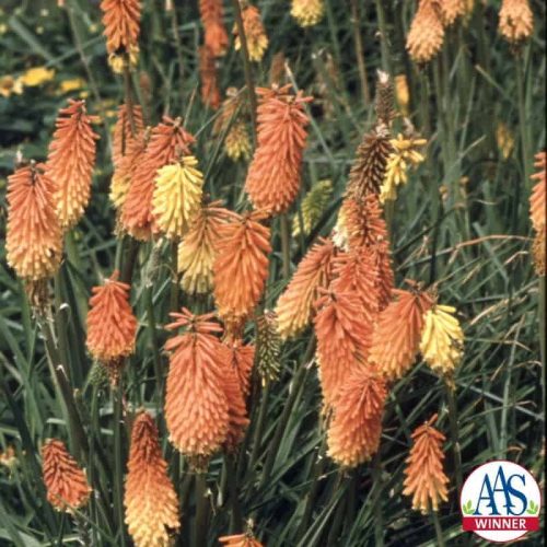 Tritoma Flamenco - 1999 AAS Flower Winner - An old fashioned flower, Tritoma is also known as red-hot-poker.