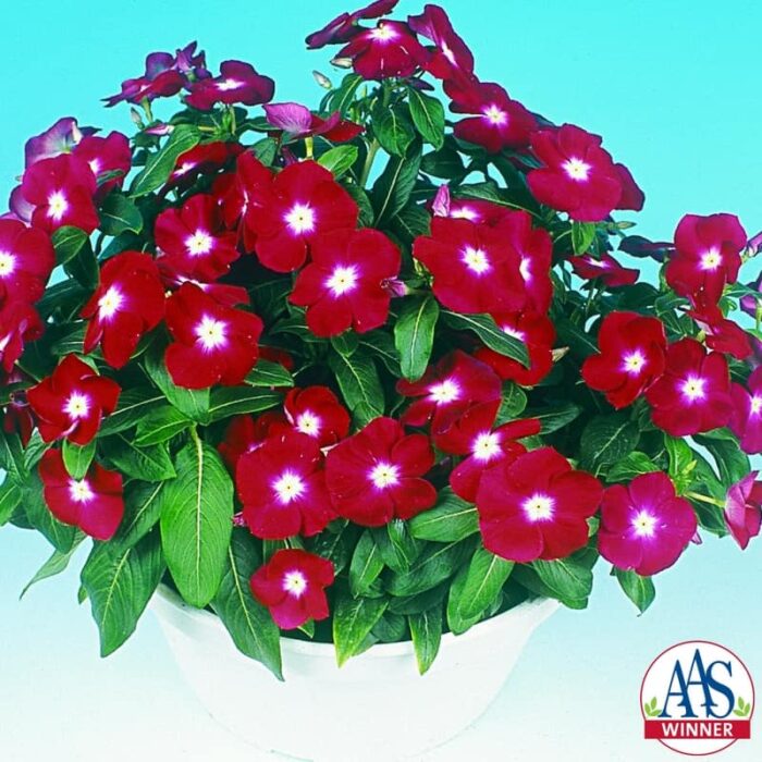 Vinca Jaio Dark Red - 2003 AAS Bedding Plant Winner - A really red vinca with a small white center sets this summer flowering vinca a part from all others.