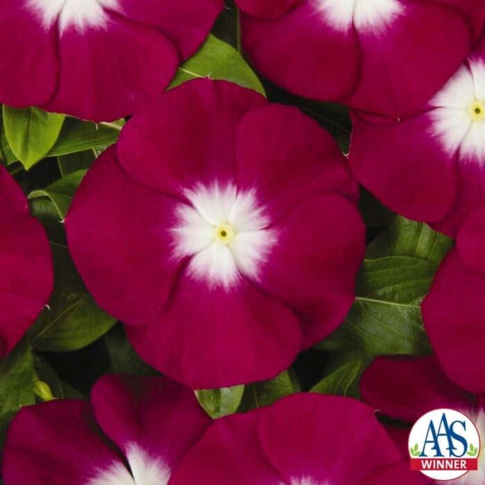 Vinca Pacifica Burgundy Halo - 2007 AAS Bedding Plant Award Winner 'Pacifica Burgundy Halo' is the first vinca with a burgundy halo surrounding a large white center.