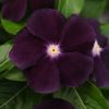 Vinca Jams 'N Jellies Blackberry 2012 AAS Flower Award Winner Extremely unique, velvety deep purple with white eye flower color will add excitement to summer gardens.