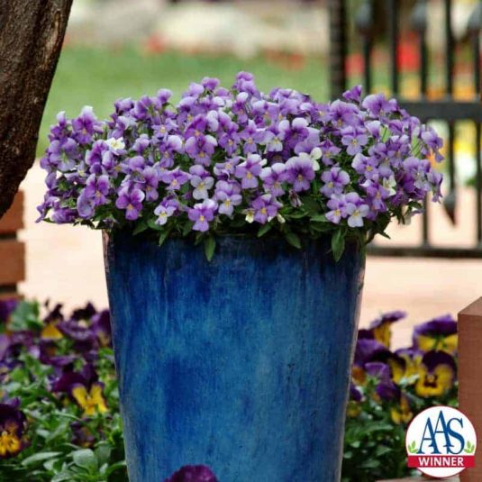 Viola Rain Blue and Purple F1 - 2009 AAS Cool Season Bedding Plant Award Winner This variety creates a spreading pool of cool blue colors.