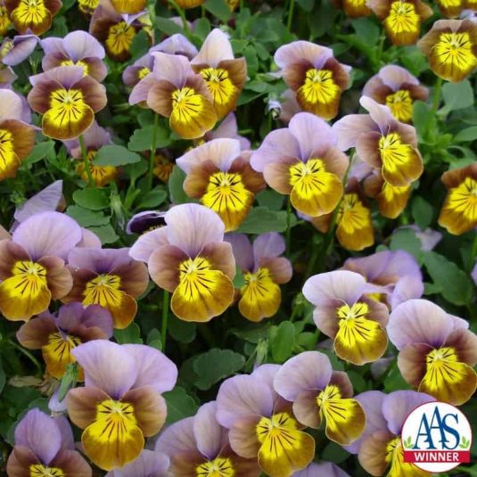 Viola Skippy XL Plum-Gold hybrid - 2008 AAS Cool Season Bedding Plant Award Winner The flowers are uniquely designed with plum shades surrounding the golden centers (face), which contain radiating black lines affectionately called whiskers.