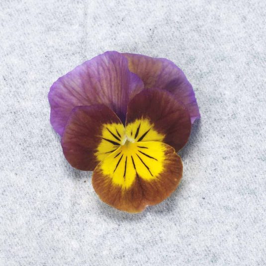 Viola Skippy XL Plum-Gold hybrid - 2008 AAS Cool Season Bedding Plant Award Winner The flowers are uniquely designed with plum shades surrounding the golden centers (face), which contain radiating black lines affectionately called whiskers.