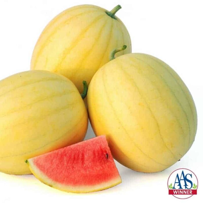 Watermelon Faerie F1 2012 AAS Edible - Vegetable Winner Faerie is a non-traditional watermelon in that it has a creamy yellow rind with thin stripes yet still yields sweet pink-red flesh with a high sugar content and crisp texture.
