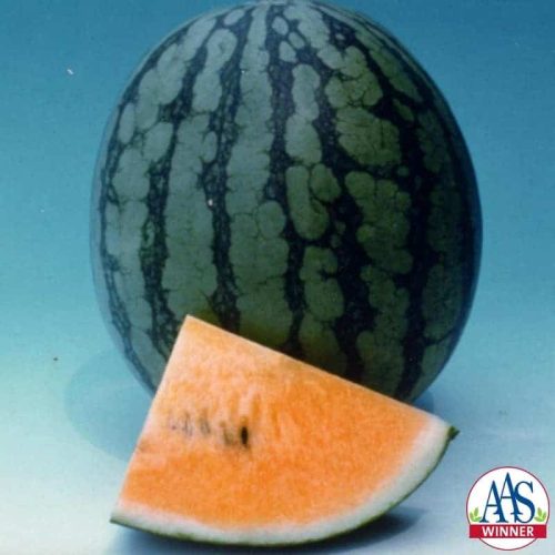 Watermelon New Queen F1 - 1999 AAS Edible - Vegetable Winner - Watermelon isn't just red anymore.