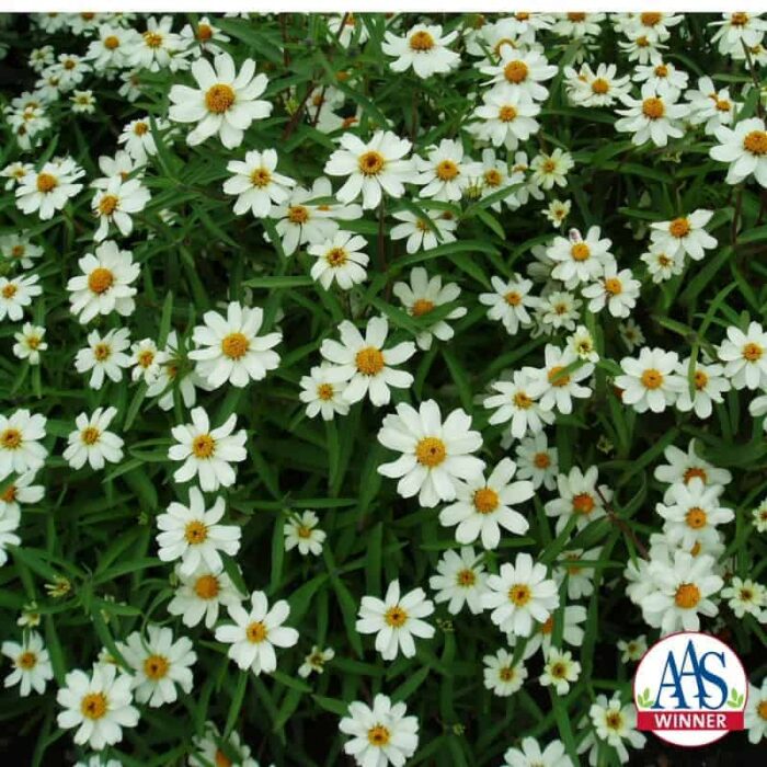 Zinnia Crystal White - 1997 AAS Bedding Plant Winner - Pure white, single daisy like blooms cover this low growing plant all season.
