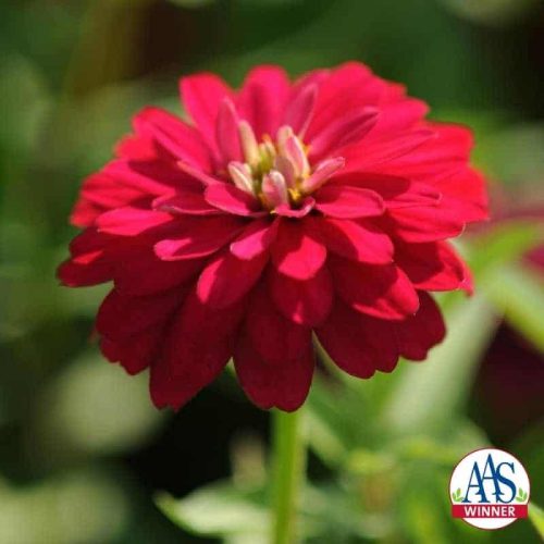 Zinnia Double Zahara Cherry - 2010 AAS Bedding Plant Award Winner This AAS Winner has fully double large cherry red flowers that bloom abundantly from early summer into fall.