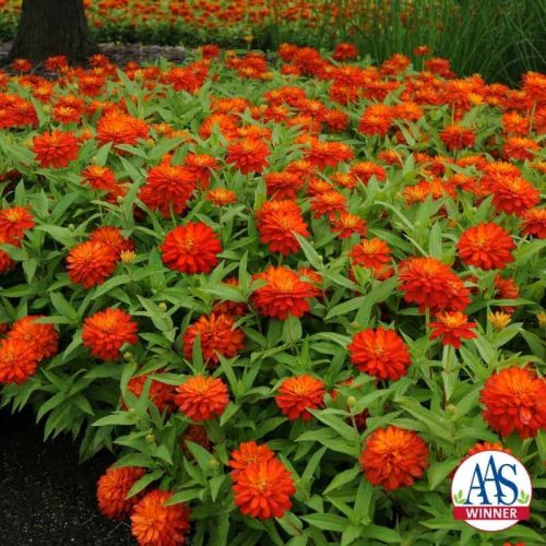 Zinnia Double Zahara Fire - 2010 AAS Bedding Plant Award Winner This AAS Winner has fully double large brilliant orange fade resistant flowers that bloom abundantly from early summer into fall.