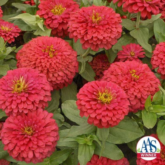 Zinnia Magellan Coral F1- 2005 AAS Flower Winner - Magellan Coral blooms are radiant.
