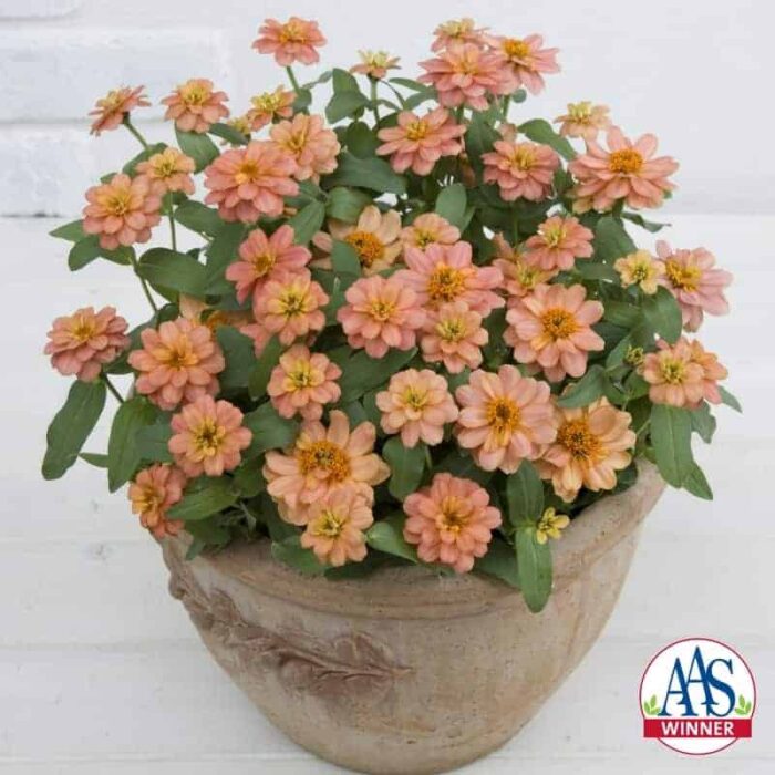 Zinnia Profusion Double Deep Salmon 2013 AAS Bedding Plant Award Winner 'Profusion Double Deep Salmon' features intensely vibrant, deep pink-orange flowers with double petals.
