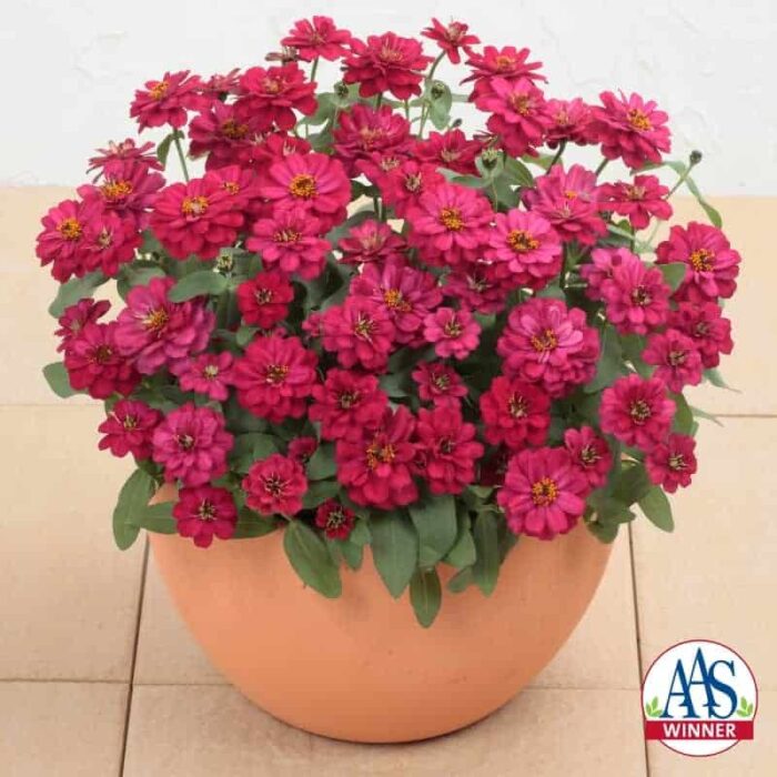 Zinnia Profusion Double Hot Cherry 2013 AAS Bedding Plant Award Winner This award winner features rich rose, double petal blooms which cover flower continuously from spring through frost.