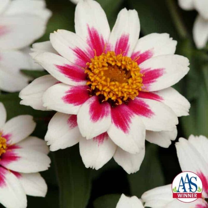 Zinnia Zahara Starlight Rose 2010 AAS Bedding Plant Award Winner Stunning white flowers with rose stripes are a new bicolor for zinnias.