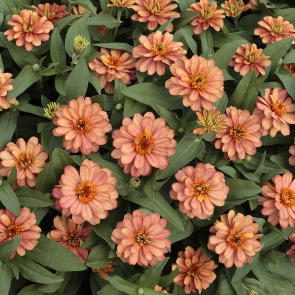 Zinnia Profusion Double Deep Salmon 2013 AAS Bedding Plant Award Winner 'Profusion Double Deep Salmon' features intensely vibrant, deep pink-orange flowers with double petals.