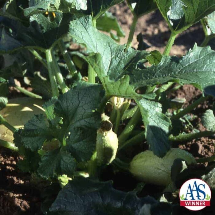 Squash Tivoli F1
