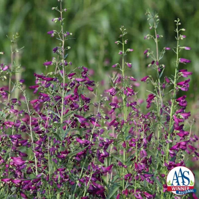 Penstemon barbatus Twizzle Purple F1 - 2017 AAS Ornamental from Seed Winner Regional Winner – Heartland and Southeast