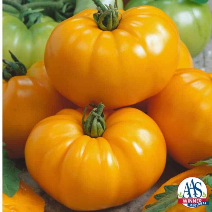 Tomato Chef’s Choice Yellow F1 - 2017 Edible - Vegetable Winner