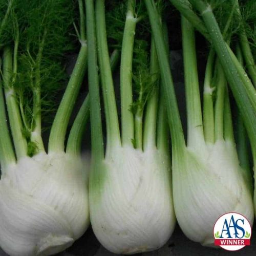 Fennel Antares F1 - 2017 AAS Edible - Vegetable Winner What is extremely fun about this winning plant is its many uses: as an edible bulb; for its ornamental fronds; as a seed producer; and as a favorite food of pollinators, namely swallowtail caterpillars.