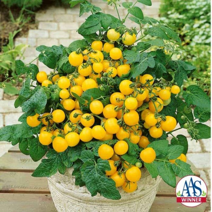 Tomato Patio Choice Yellow F1 - 2017 AAS Edible - Vegetable Winner